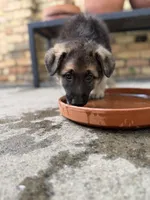 Chocolate Glazed, a male German Shepherd Dog for sale in Argyle, TX – Photo 2 of 5