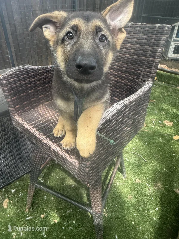 Chocolate Glazed – German Shepherd Dog puppy for sale in Argyle, TX