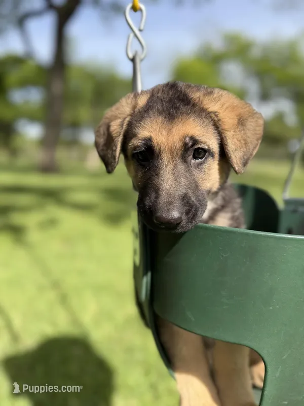 Chocolate Glazed – German Shepherd Dog puppy for sale in Argyle, TX