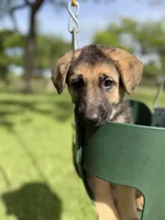 Chocolate Glazed, a male German Shepherd Dog for sale in Argyle, TX – Photo 1 of 5