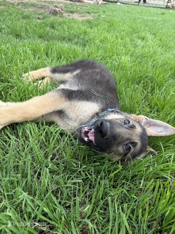 Chocolate Glazed – German Shepherd Dog puppy on hold in Argyle, TX