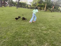 Chocolate Glazed, a male German Shepherd Dog for sale in Argyle, TX – Photo 3 of 5