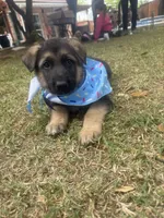 Chocolate Glazed, a male German Shepherd Dog for sale in Argyle, TX – Photo 5 of 5