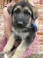 Chocolate Glazed, a male German Shepherd Dog for sale in Argyle, TX – Photo 4 of 5