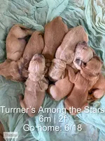 Eclipse, a male Golden Retriever for sale in Argyle, TX – 3 of 3