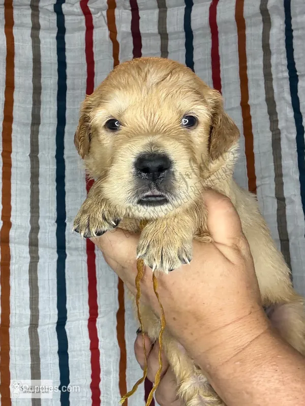 Lemonade – Golden Retriever puppy for sale in Argyle, TX
