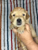 Lemonade, a female Golden Retriever for sale in Argyle, TX – 1 of 3