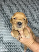 NASA, a male Golden Retriever for sale in Argyle, TX – 1 of 3