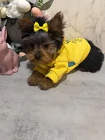 LOUIX , a male Yorkshire Terrier for sale in Cleveland, OH – Photo 4 of 5