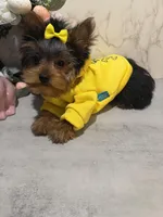 LOUIX , a male Yorkshire Terrier for sale in Cleveland, OH – Photo 5 of 5