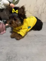 LOUIX , a male Yorkshire Terrier for sale in Cleveland, OH – Photo 1 of 5