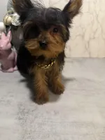 LOUIX , a male Yorkshire Terrier for sale in Cleveland, OH – Photo 2 of 5