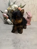 X SMALL GIRL , a female Yorkshire Terrier for sale in Cleveland, OH – Photo 1 of 8