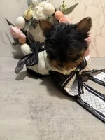 X SMALL GIRL , a female Yorkshire Terrier for sale in Cleveland, OH – Photo 5 of 8