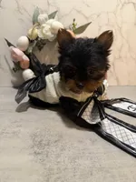 X SMALL GIRL , a female Yorkshire Terrier for sale in Cleveland, OH – Photo 4 of 8