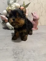 X SMALL GIRL , a female Yorkshire Terrier for sale in Cleveland, OH – Photo 2 of 8