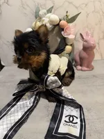 X SMALL GIRL , a female Yorkshire Terrier for sale in Cleveland, OH – Photo 3 of 8