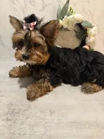 GIRL, a female Yorkshire Terrier for sale in Cleveland, OH – Photo 1 of 5