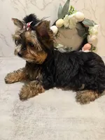 GIRL, a female Yorkshire Terrier for sale in Cleveland, OH – Photo 4 of 5