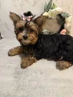 GIRL, a female Yorkshire Terrier for sale in Cleveland, OH – Photo 3 of 5