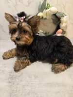 GIRL, a female Yorkshire Terrier for sale in Cleveland, OH – Photo 2 of 5