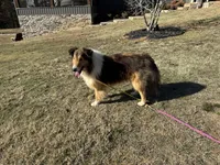 AKC Chance, a male Shetland Sheepdog for sale in Shirley, AR – 5 of 9