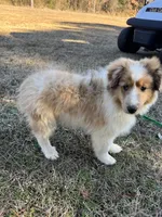 Sable Merle Boy, a male Shetland Sheepdog for sale in Shirley, AR – Photo 10 of 10