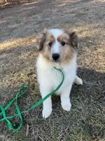 Sable Merle Boy, a male Shetland Sheepdog for sale in Shirley, AR – Photo 9 of 10