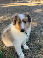 Sable Merle Boy, a male Shetland Sheepdog for sale in Shirley, AR – Photo 6 of 10