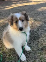 Sable Merle Boy, a male Shetland Sheepdog for sale in Shirley, AR – Photo 7 of 10