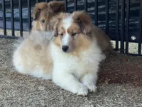 Sable Merle Boy, a male Shetland Sheepdog for sale in Shirley, AR – Photo 5 of 10