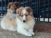 Sable Merle Boy, a male Shetland Sheepdog for sale in Shirley, AR – Photo 1 of 10