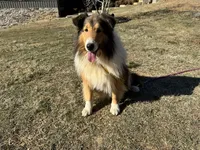 AKC Chance, a male Shetland Sheepdog for sale in Shirley, AR – 9 of 9