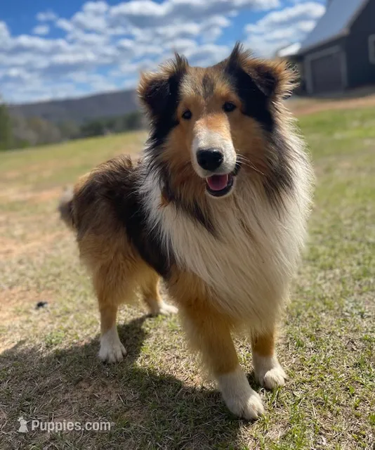 AKC Chance – Shetland Sheepdog puppy for sale in Shirley, AR