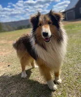 AKC Chance, a male Shetland Sheepdog for sale in Shirley, AR – 1 of 9