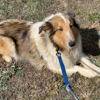 Tessa, a female Shetland Sheepdog for sale in Shirley, AR – Photo 2 of 2