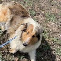 Tessa, a female Shetland Sheepdog for sale in Shirley, AR – Photo 1 of 2
