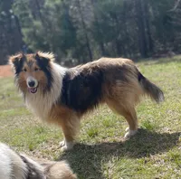 AKC Chance, a male Shetland Sheepdog for sale in Shirley, AR – 2 of 9