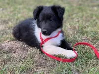 Bi Black Male Sheltie, a male Shetland Sheepdog for sale in Shirley, AR – 4 of 10
