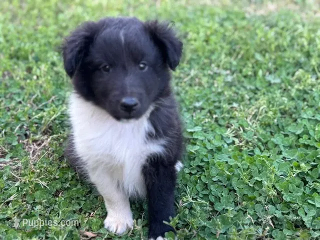 Bi Black Male Sheltie – Shetland Sheepdog puppy for sale in Shirley, AR
