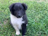 Bi Black Male Sheltie, a male Shetland Sheepdog for sale in Shirley, AR – 6 of 10
