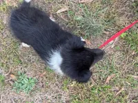 Bi Black Male Sheltie, a male Shetland Sheepdog for sale in Shirley, AR – 5 of 10