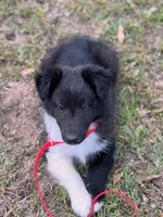 Bi Black Male Sheltie, a male Shetland Sheepdog for sale in Shirley, AR – 2 of 10