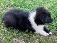 Bi Black Male Sheltie, a male Shetland Sheepdog for sale in Shirley, AR – 7 of 10