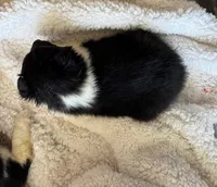 Bi Black Male Sheltie, a male Shetland Sheepdog for sale in Shirley, AR – Photo 2 of 2