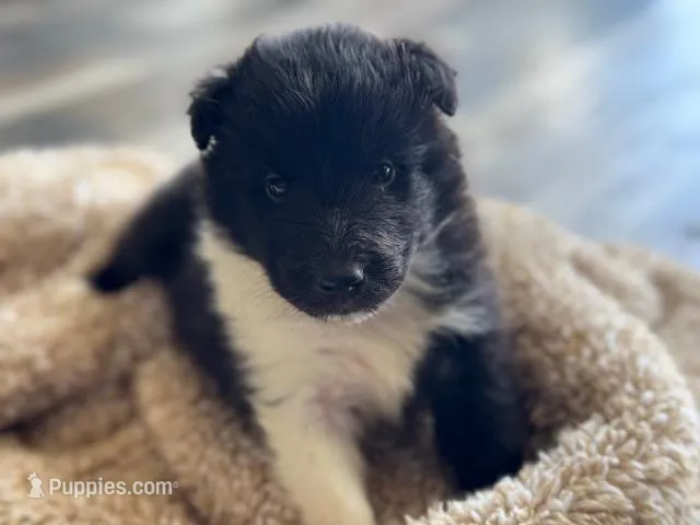 Bi Black Male Sheltie – Shetland Sheepdog puppy for sale in Shirley, AR
