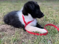 Bi Black Male Sheltie, a male Shetland Sheepdog for sale in Shirley, AR – 3 of 10