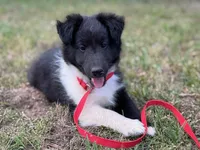Bi Black Male Sheltie, a male Shetland Sheepdog for sale in Shirley, AR – 1 of 10