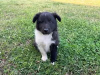 Bi Black Male Sheltie, a male Shetland Sheepdog for sale in Shirley, AR – 8 of 10