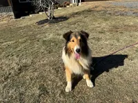 AKC Chance, a male Shetland Sheepdog for sale in Shirley, AR – 4 of 9